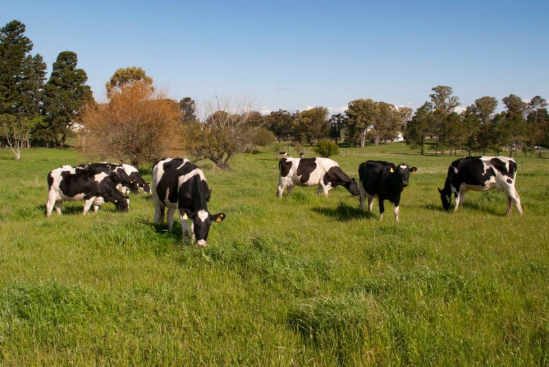 Forage Seed Mixes: The New Trend in Tropical Livestock Farming