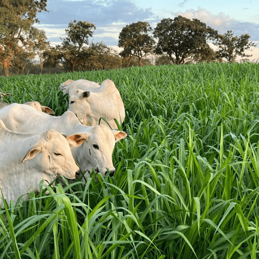 Fatores que Determinam o Sucesso na Implantação de Pastagens Tropicais
