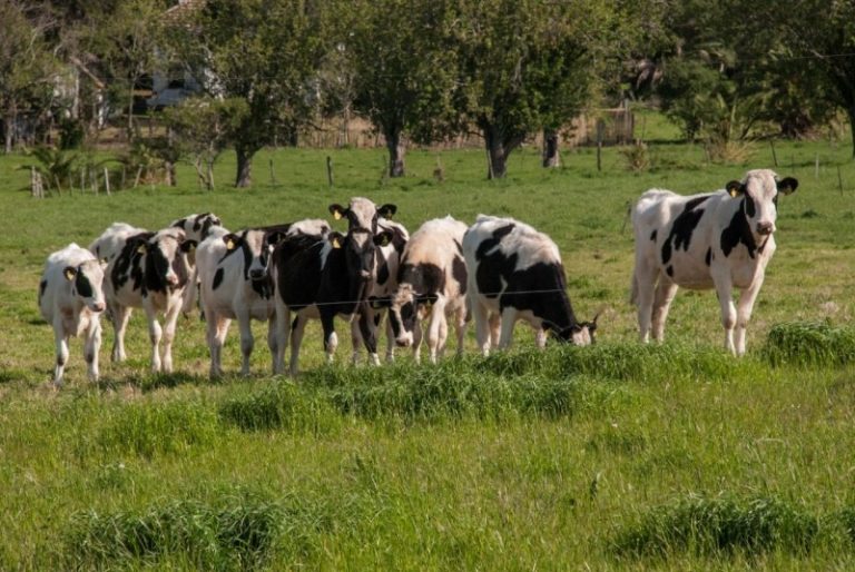 Genética Animal x Genética de Pastos: o que realmente vem primeiro na pecuária tropical