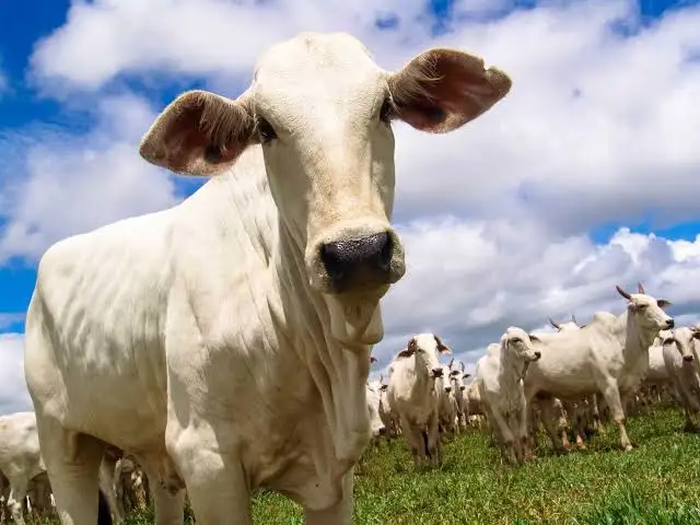Pureza, Valor Cultural e Custo Real das Sementes Forrageiras: o que você precisa saber
