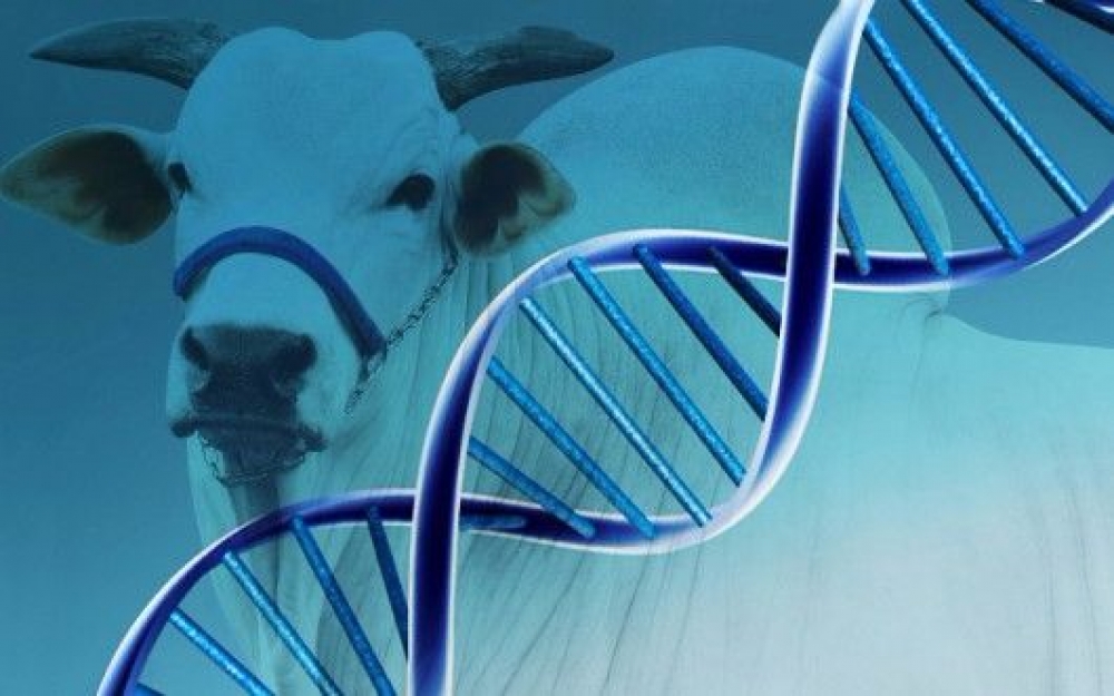 The Right Path to Unlock the Full Potential of Genetics in Livestock