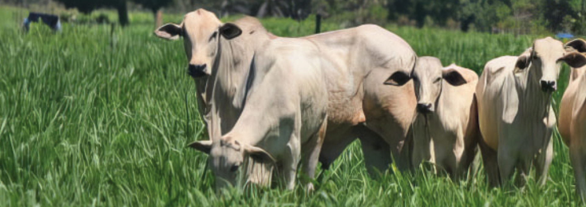 Pasto para Ganado Lechero vs. Ganado de Carne: Diferencias Clave y Cómo Elegir la Forrajera Ideal