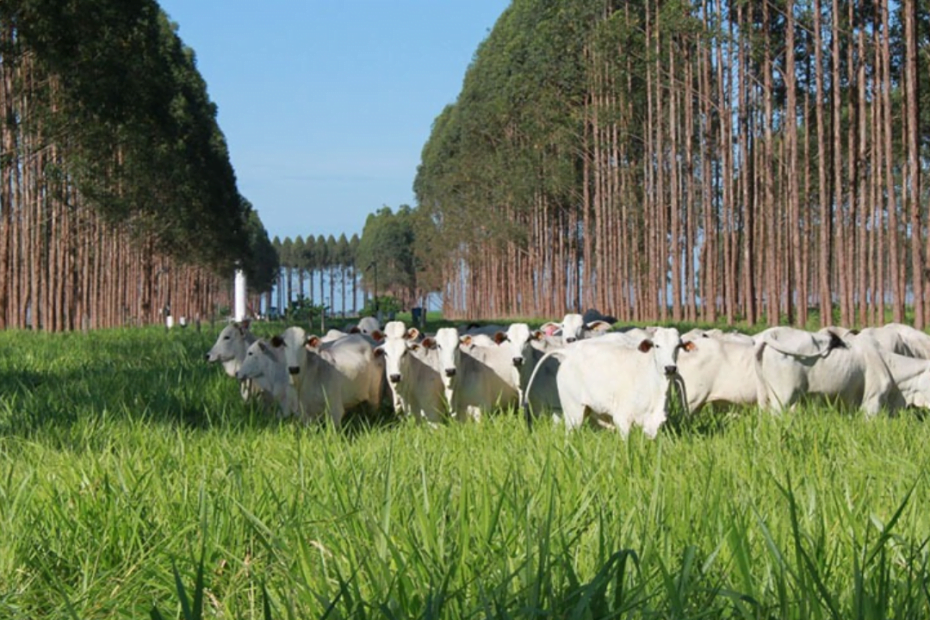 Efficient Pasture Management: The Key to Productivity in Tropical Livestock