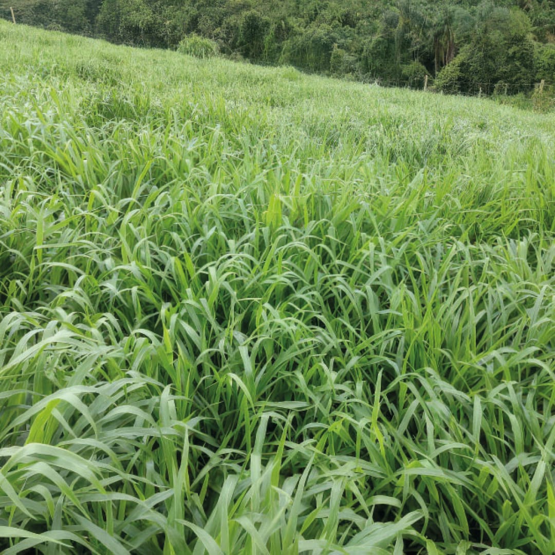 Brachiaria ruziziensis, Cv Ruziziensis